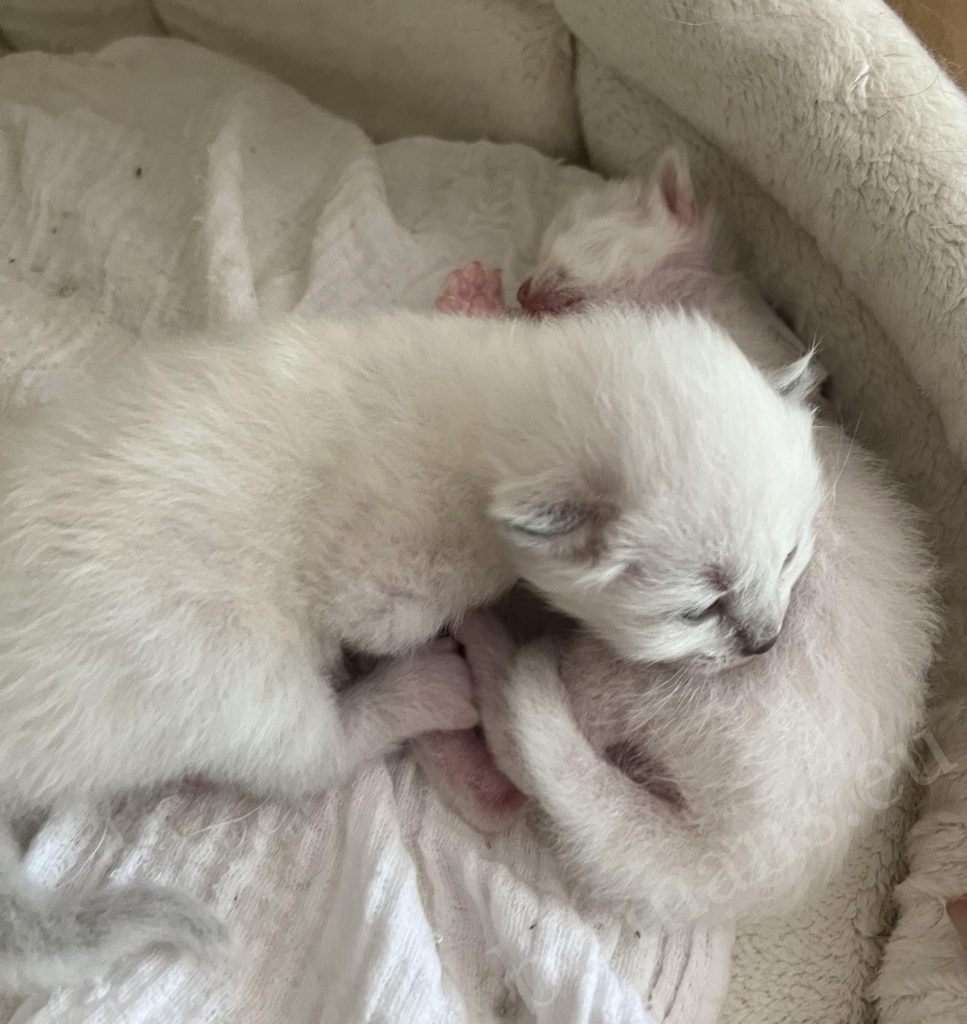 Two newborn Birman kittens from Nadine's litter together in basket