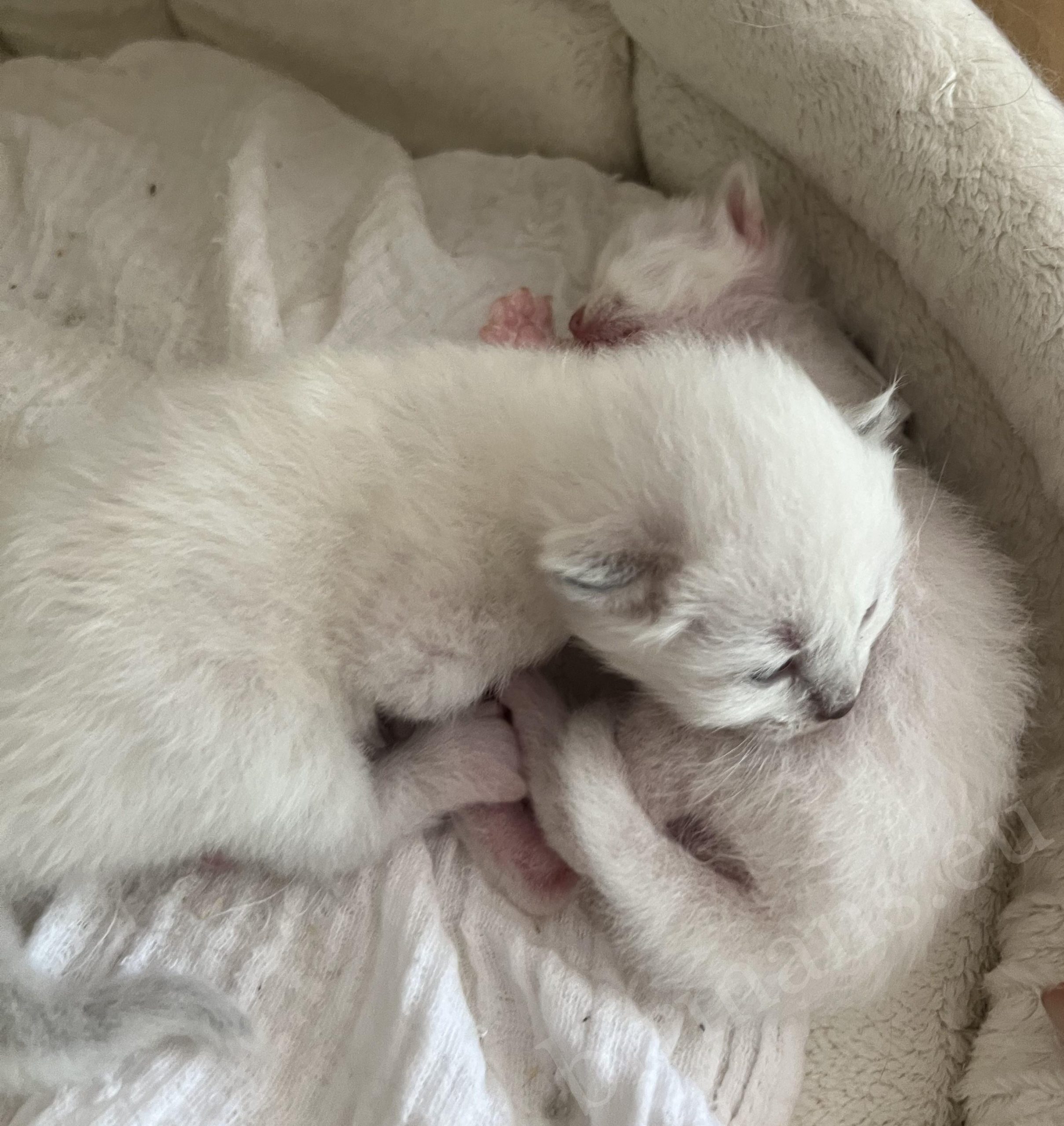 Two newborn Birman kittens from Nadine's litter together in basket