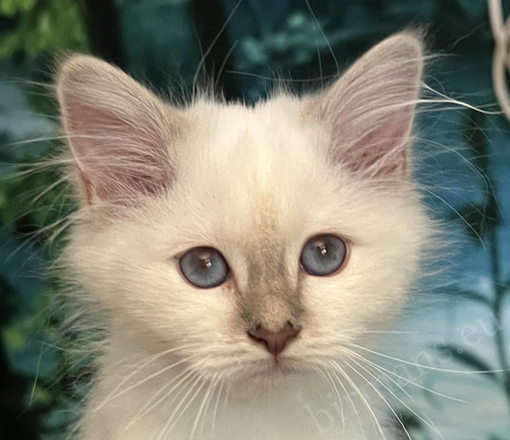 Saba Bianca available lilac tabby Birman kitten with distinctive blue eyes