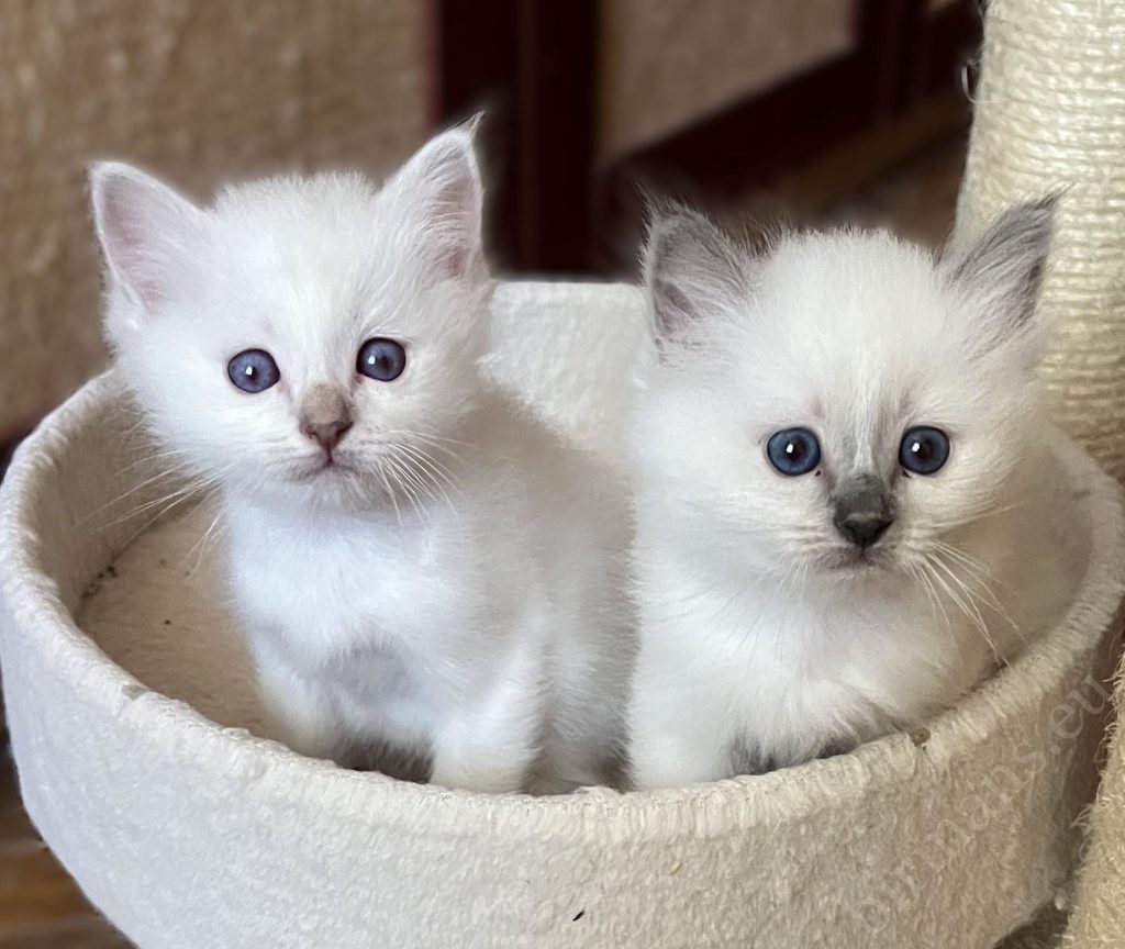 Sacred Birman kitten siblings looking at the camera together