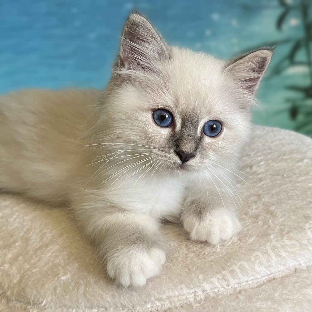 Saba Zeno available blue lynx point boy kitten lying in side view.