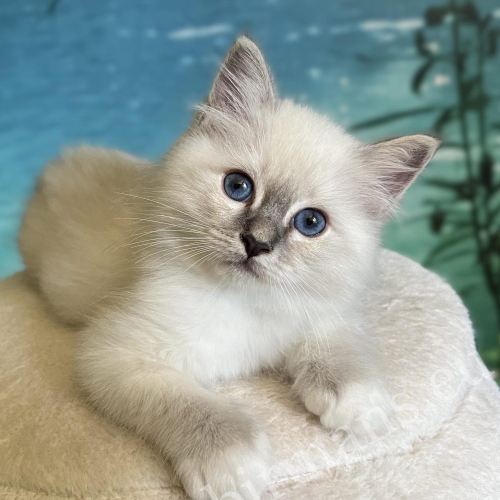 Saba Zeno available blue lynx point boy kitten lying from the front.