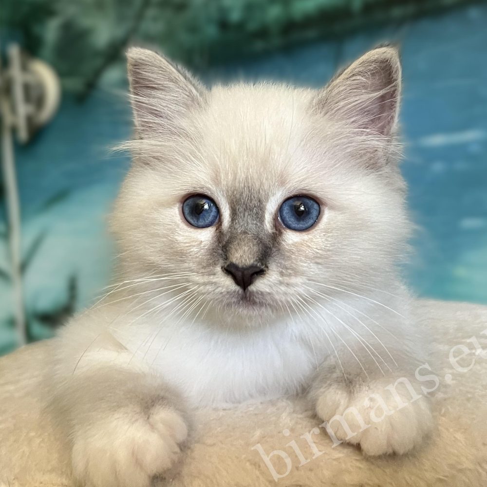 Close-up head portrait of Saba Zeno available blue lynx point boy kitten.