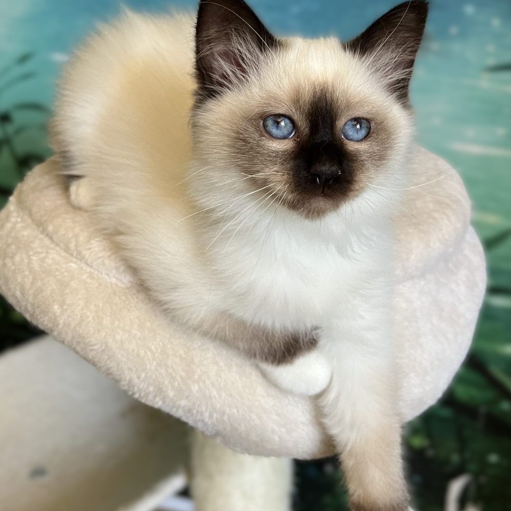 Available Seal Point Birman kitten, Saba Yuna, excellent show quality