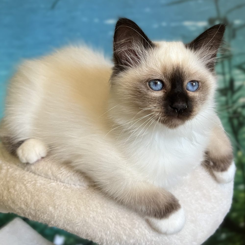 Available Seal Point Birman kitten, Saba Yuna, excellent show quality