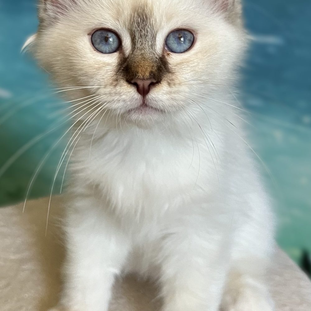 Saba Ysolde available chocolate lynx point female kitten sitting front view.