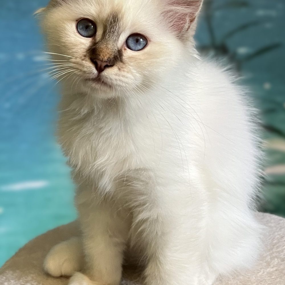 Saba Ysolde available chocolate lynx point female kitten sitting side view.