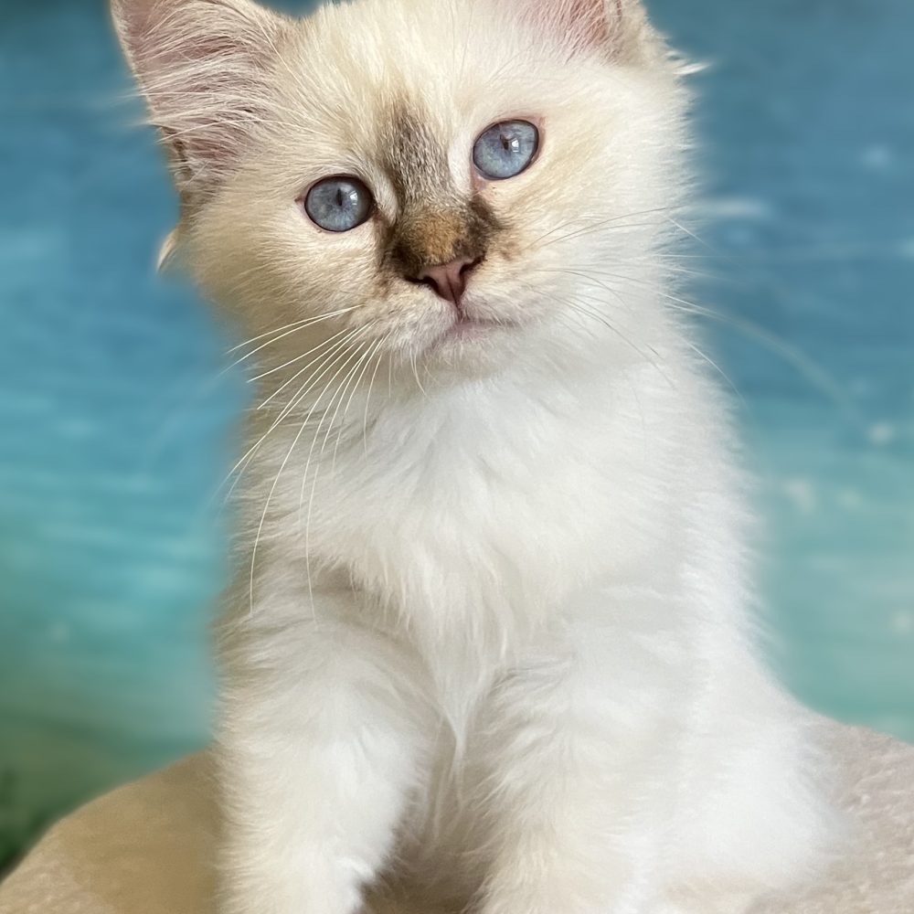 Saba Ysolde available chocolate lynx point female kitten with head tilted to the side.