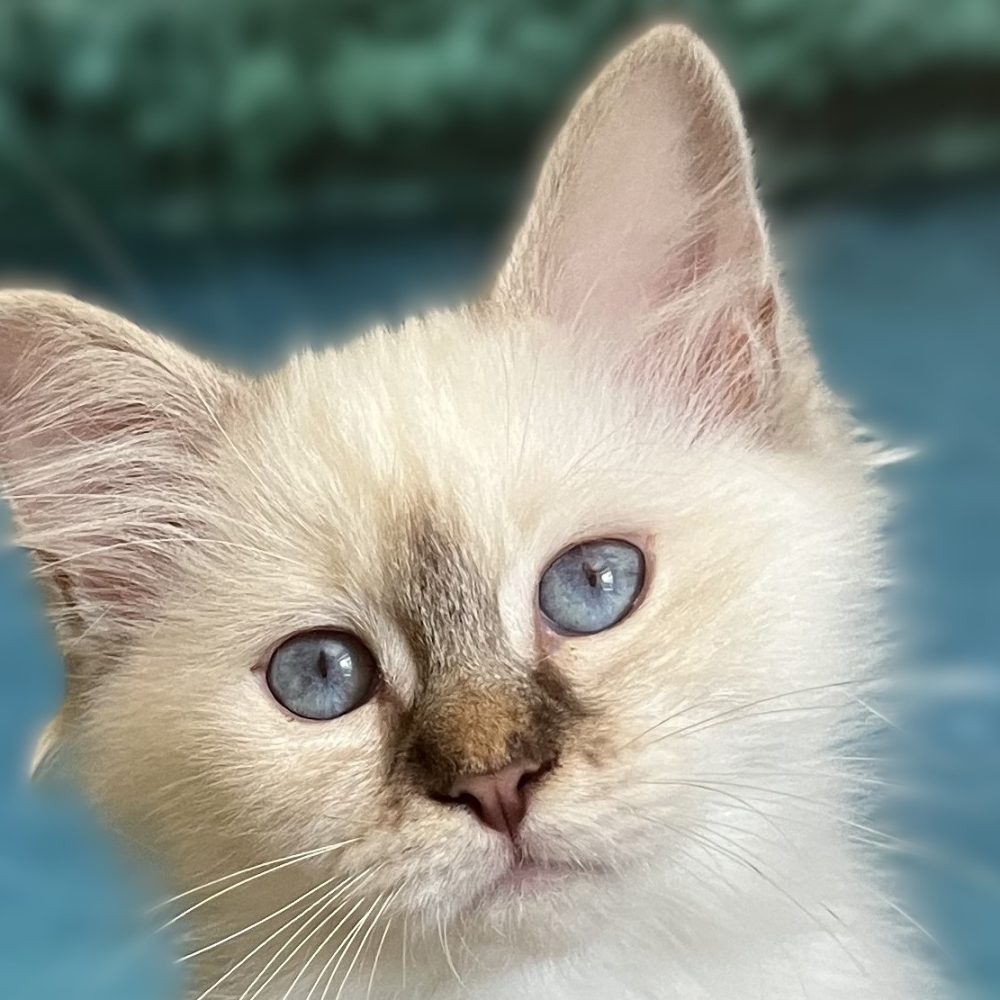 Saba Ysolde available chocolate lynx point female kitten close-up head portrait.