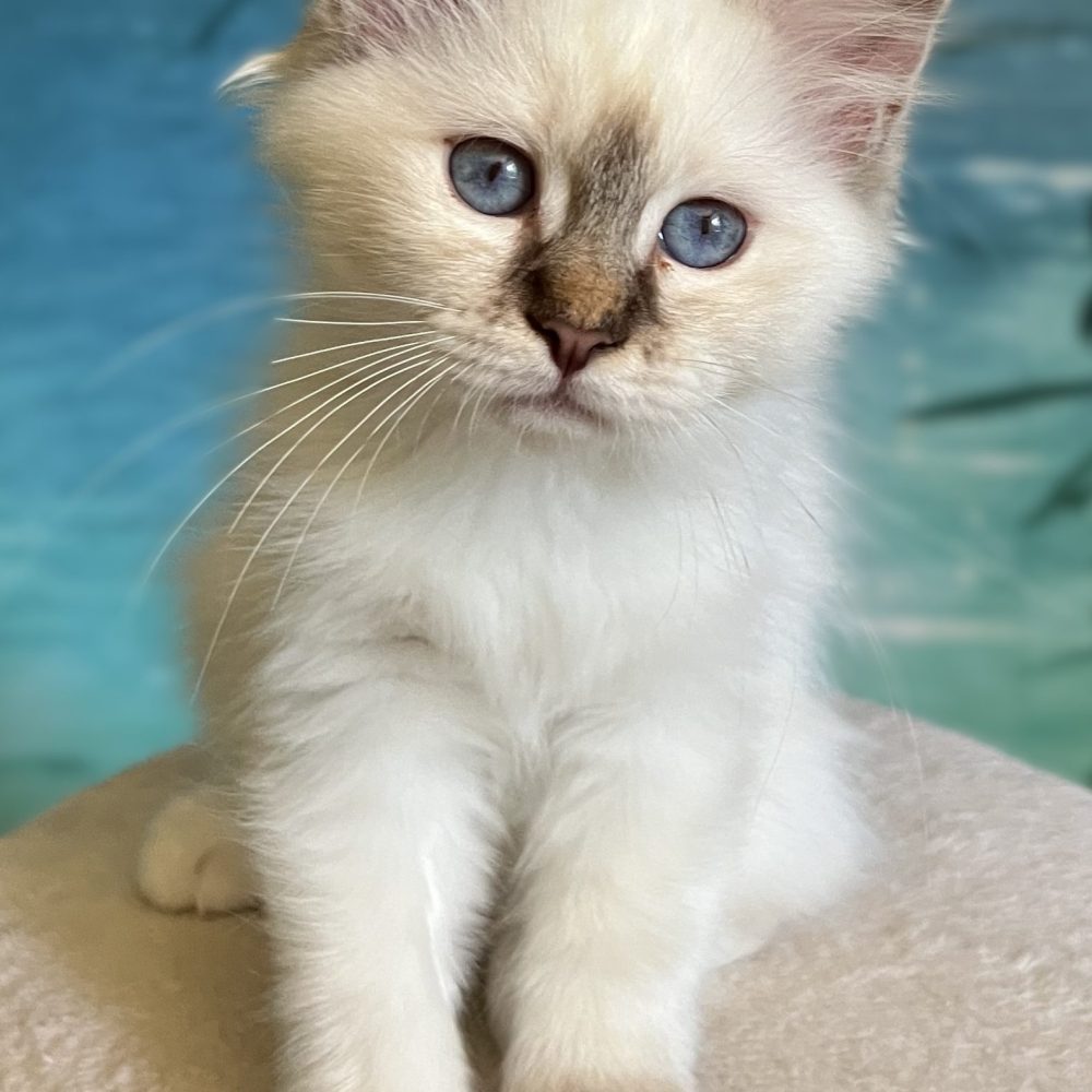 Saba Ysolde available chocolate lynx point female kitten with raised paw.