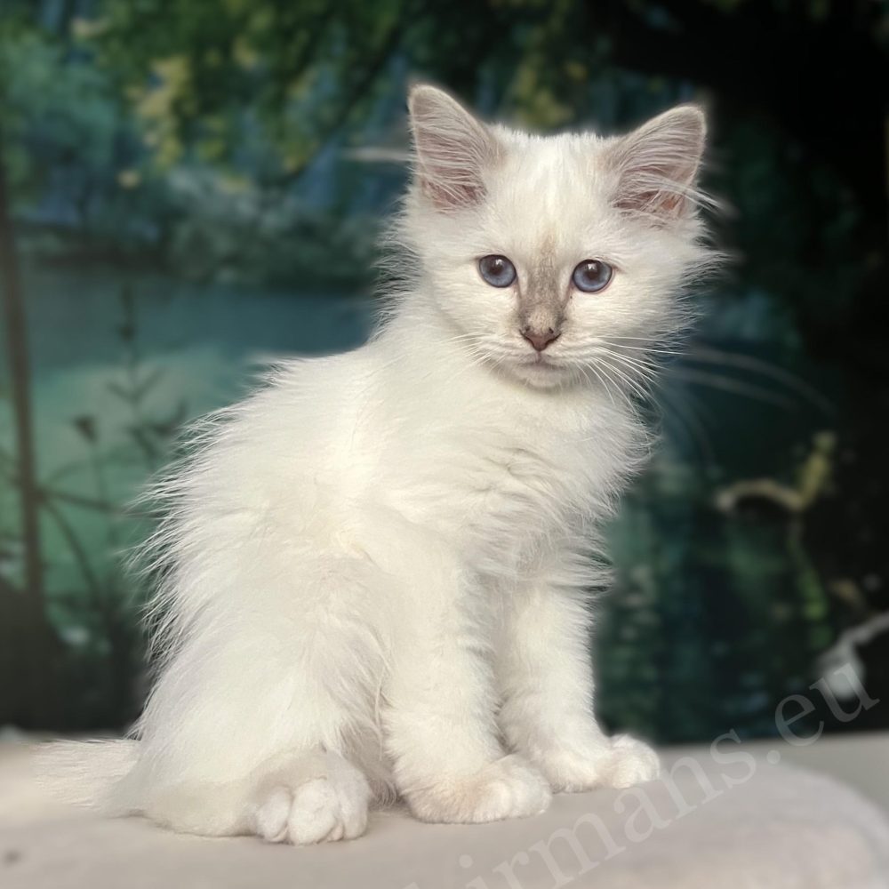 Saba Bianca lilac tabby female Birman kitten, sitting portrait from the side