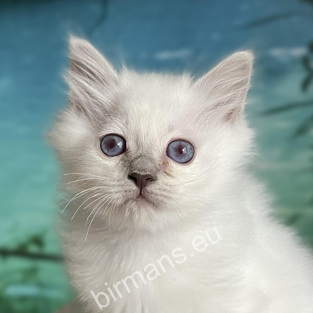 purple point Birman puppy portrait with blue eyes - Saba Urielle