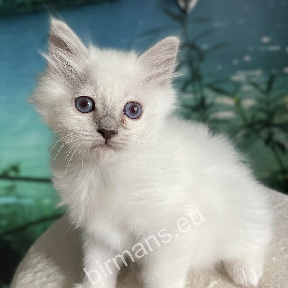 purple point birman puppy with blue eyes on top of a scratching post - Saba Urielle