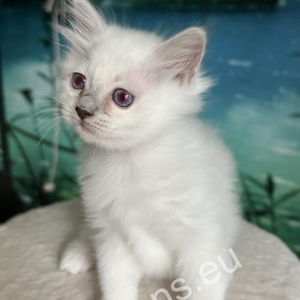 full size purple point Birman puppy in natural light - Saba Urielle