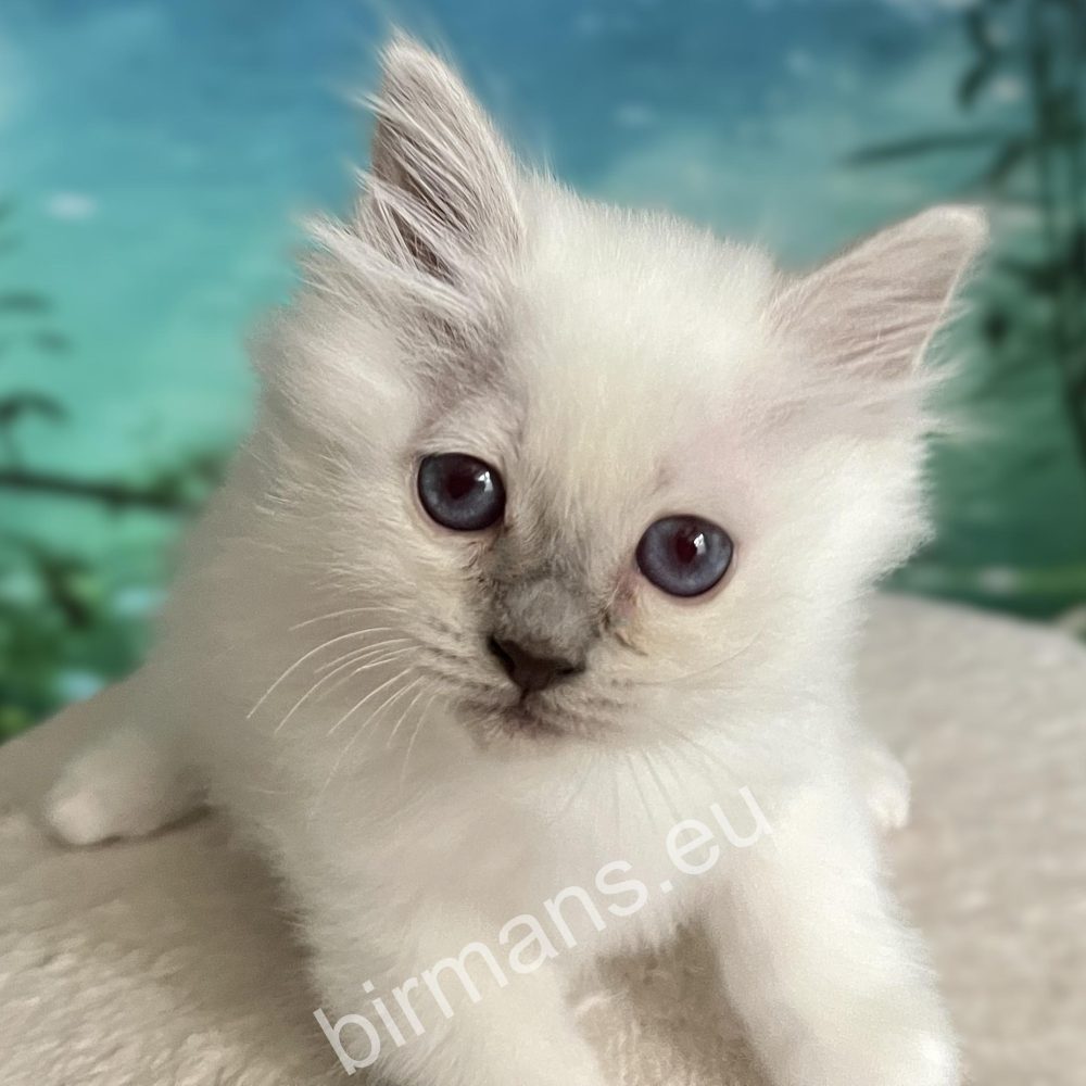 purple point Birman puppy close-up blue eye - Saba Urielle