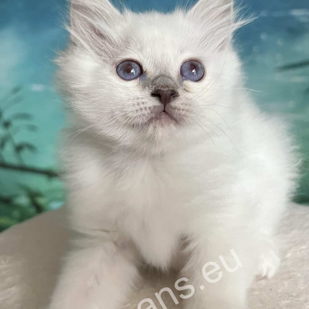 purple point Burmese puppy portrait on top of the scraper - Saba Urielle