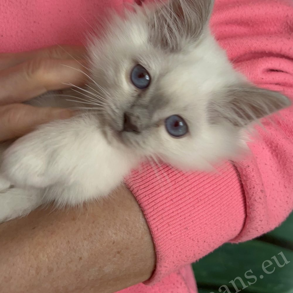 Saba Urielle purple dot Burmese holy temple kitten in breeder's arms