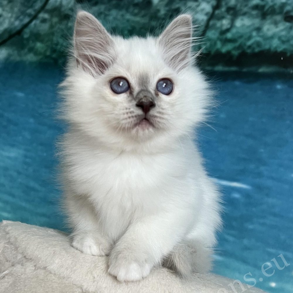 Saba Urielle purple dot Birman puppy portrait - Saba Birman breeding Hungary
