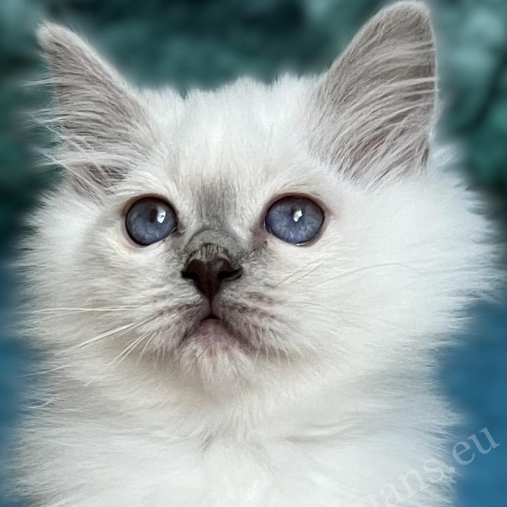 Saba Urielle purple polka dot Burmese holy temple kitten puppy with blue eyes