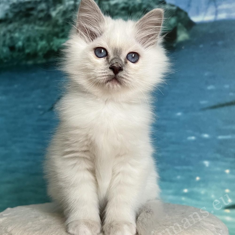 Purple dot Sacred Birman puppy - Saba Urielle from the eye