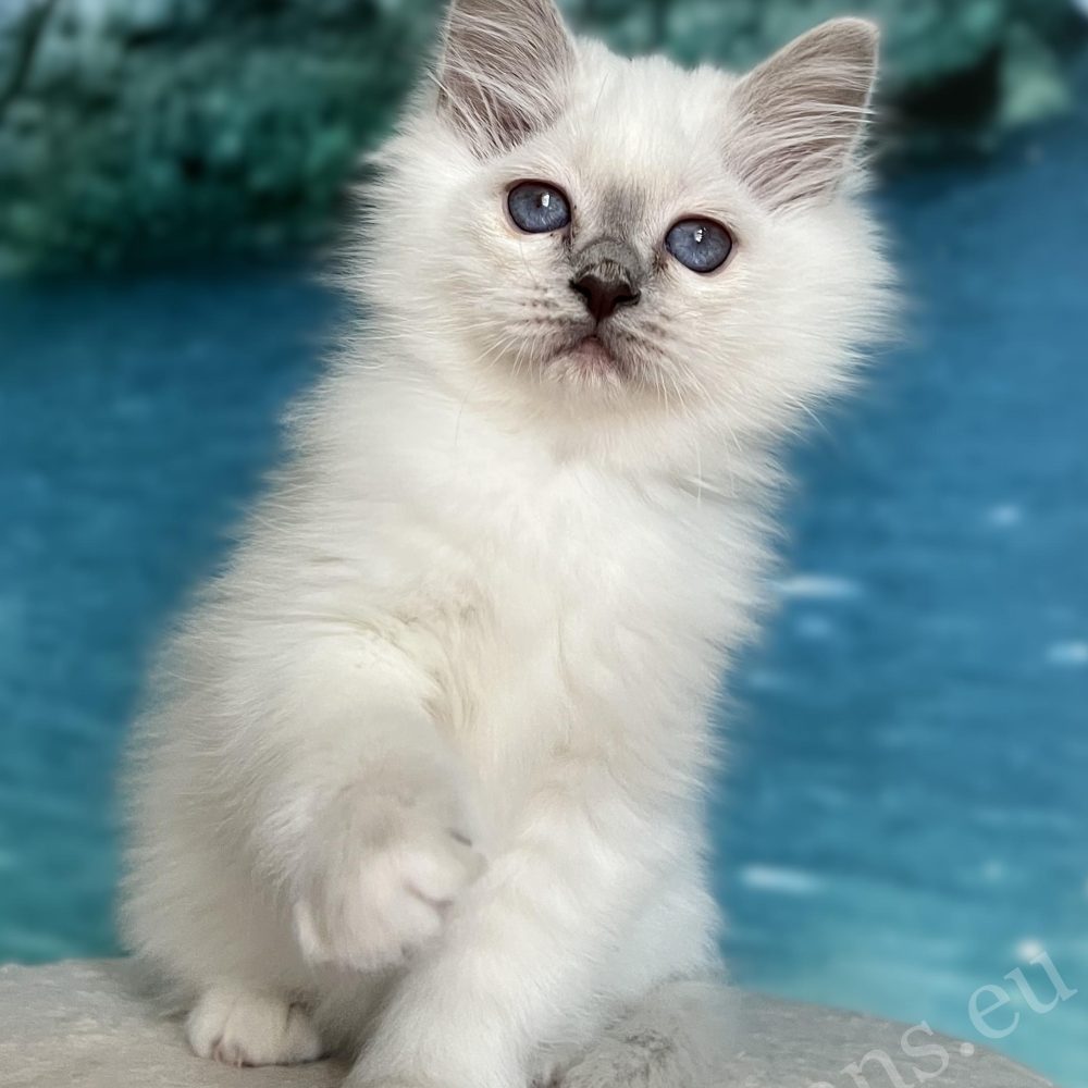Saba Urielle Birman puppy with blue eyes - WCF breeding Hungary