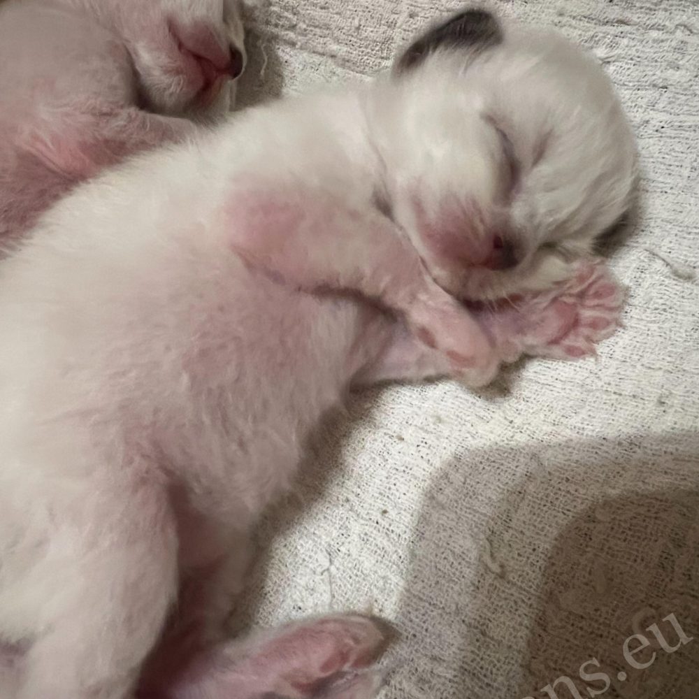 Sophia's litter 2-week-old Saba Birman kitten sleeping – close-up portrait