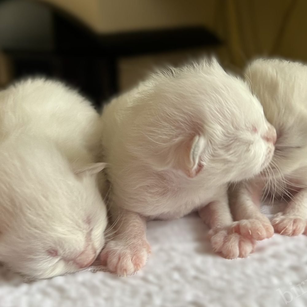 Saba Birman newborn kittens snuggled close up