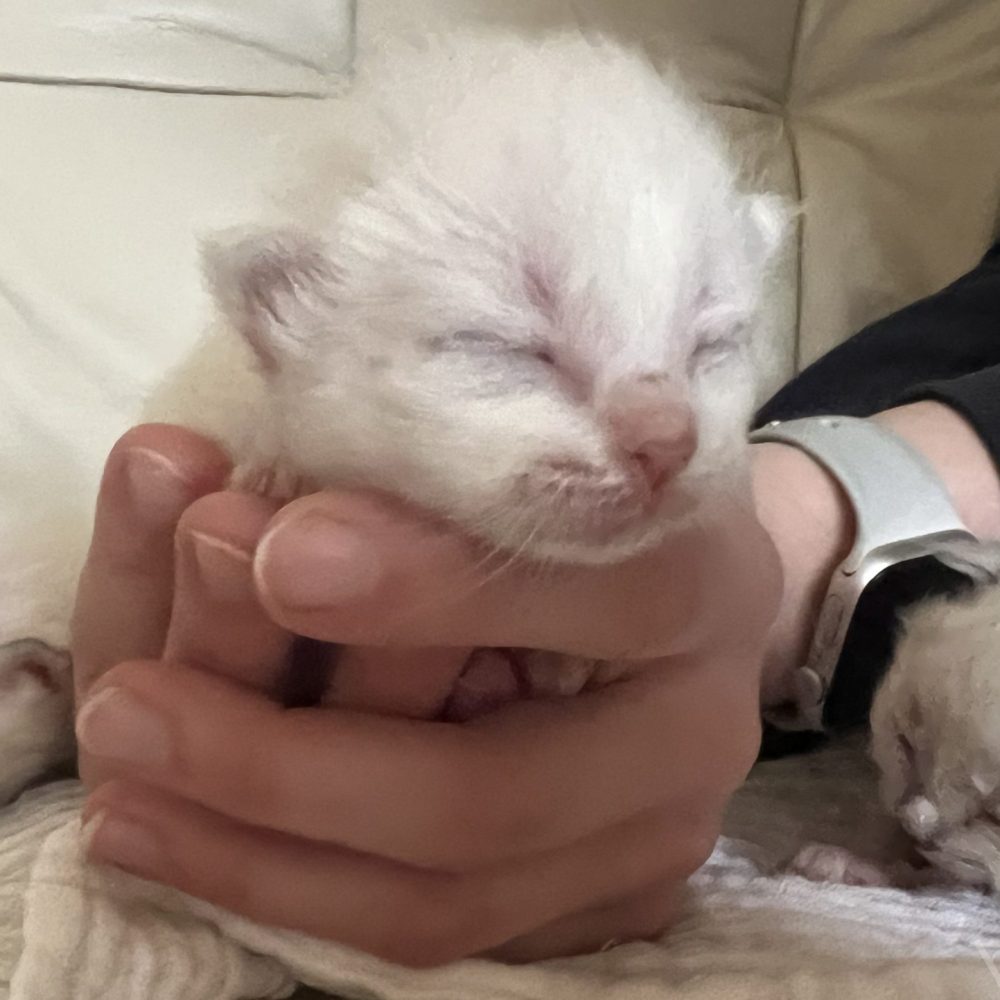 Saba Birman newborn kitten held in hand