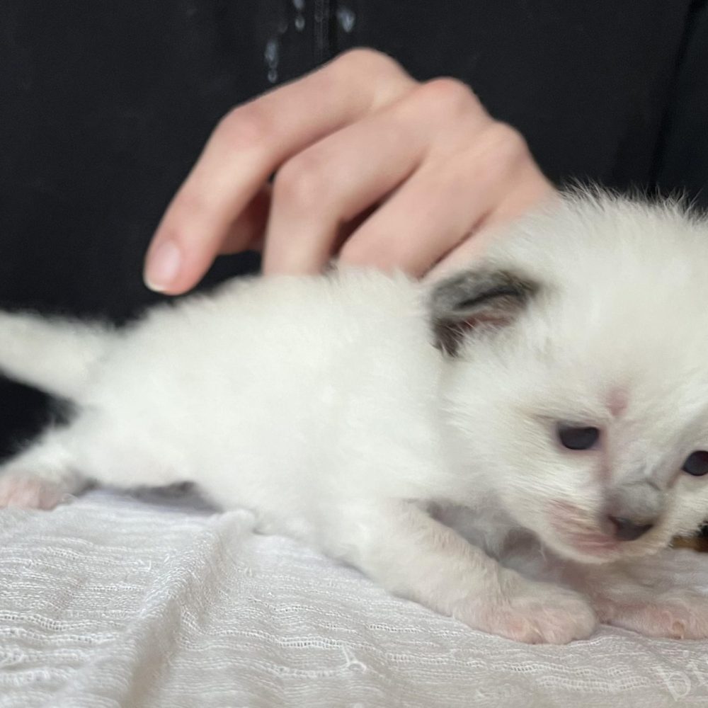 Sophia's litter 3-week-old Saba Birman kitten standing, next to a caressing hand