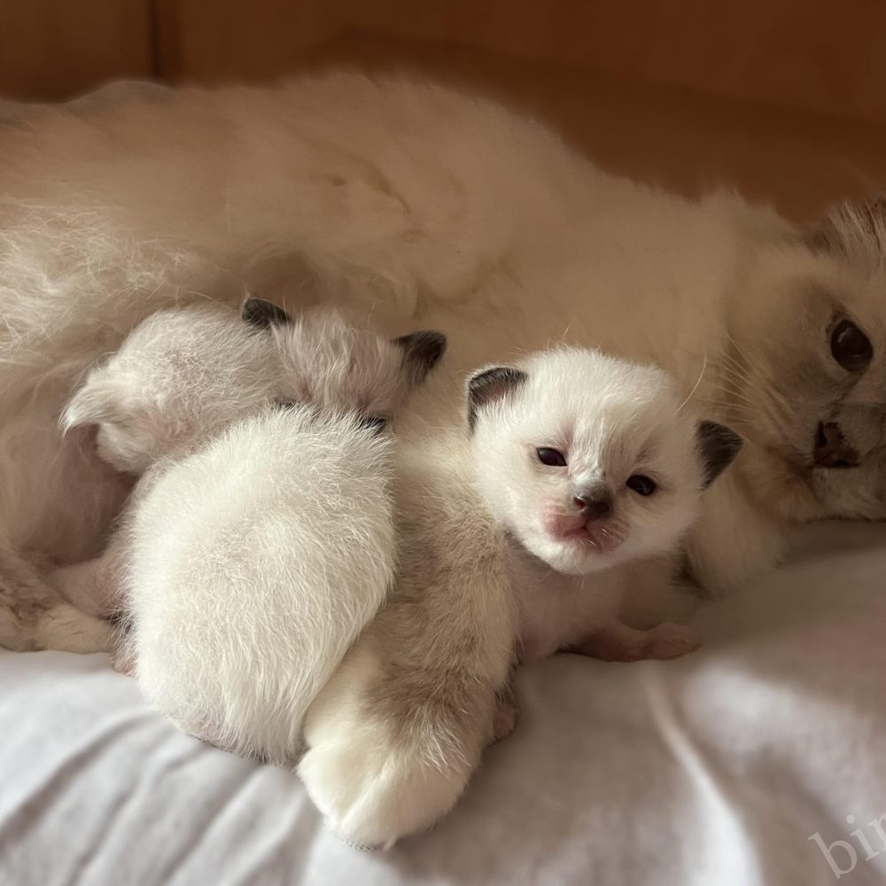 Sophia's litter Saba Birman kittens nursing with their mother, one kitten looking at the camera