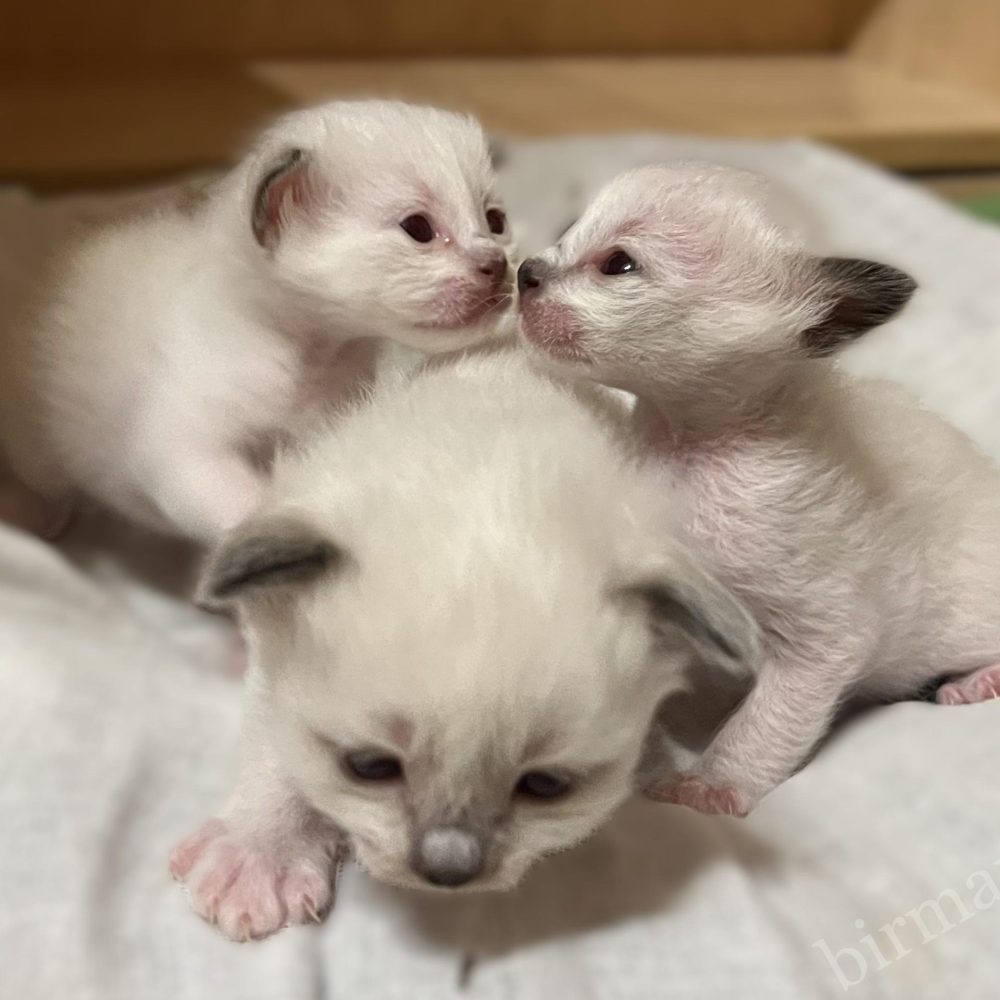 Sophia's litter 3-week-old Saba Birman kittens turning towards each other – close-up portrait