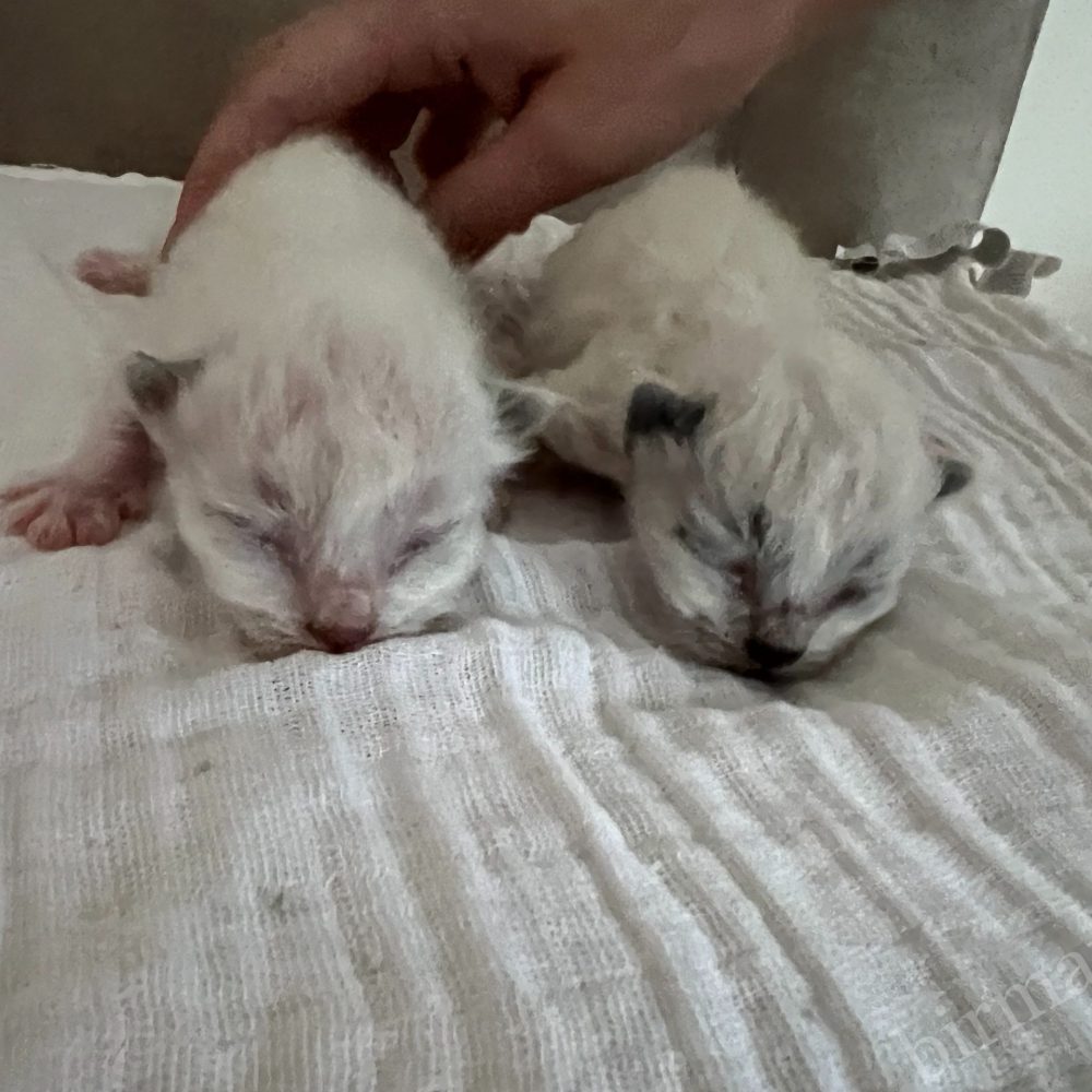 Saba Birman X5 Litter Kittens Lying Together While Being Petted