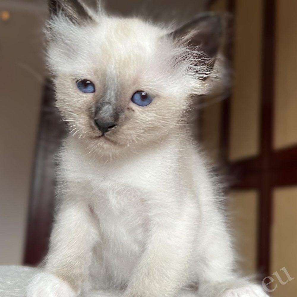 Saba Vico Birman kitten in home environment, natural light, calm character