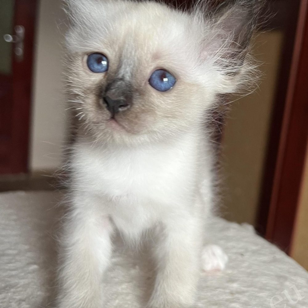 Saba Vico seal point Birman male kitten portrait, deep blue eyes