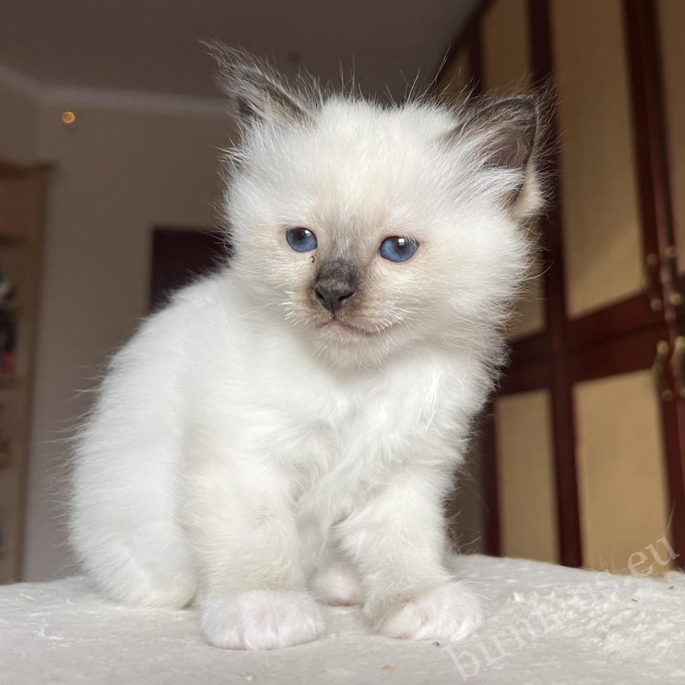 Saba Vina Birman kitten soft fur, teddy bear appearance