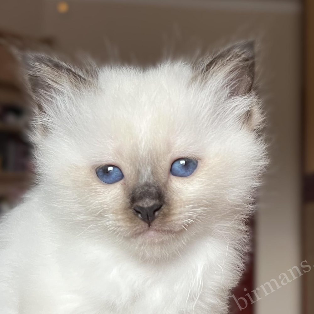 Saba Vina seal point Birman female kitten portrait, soft silky fur