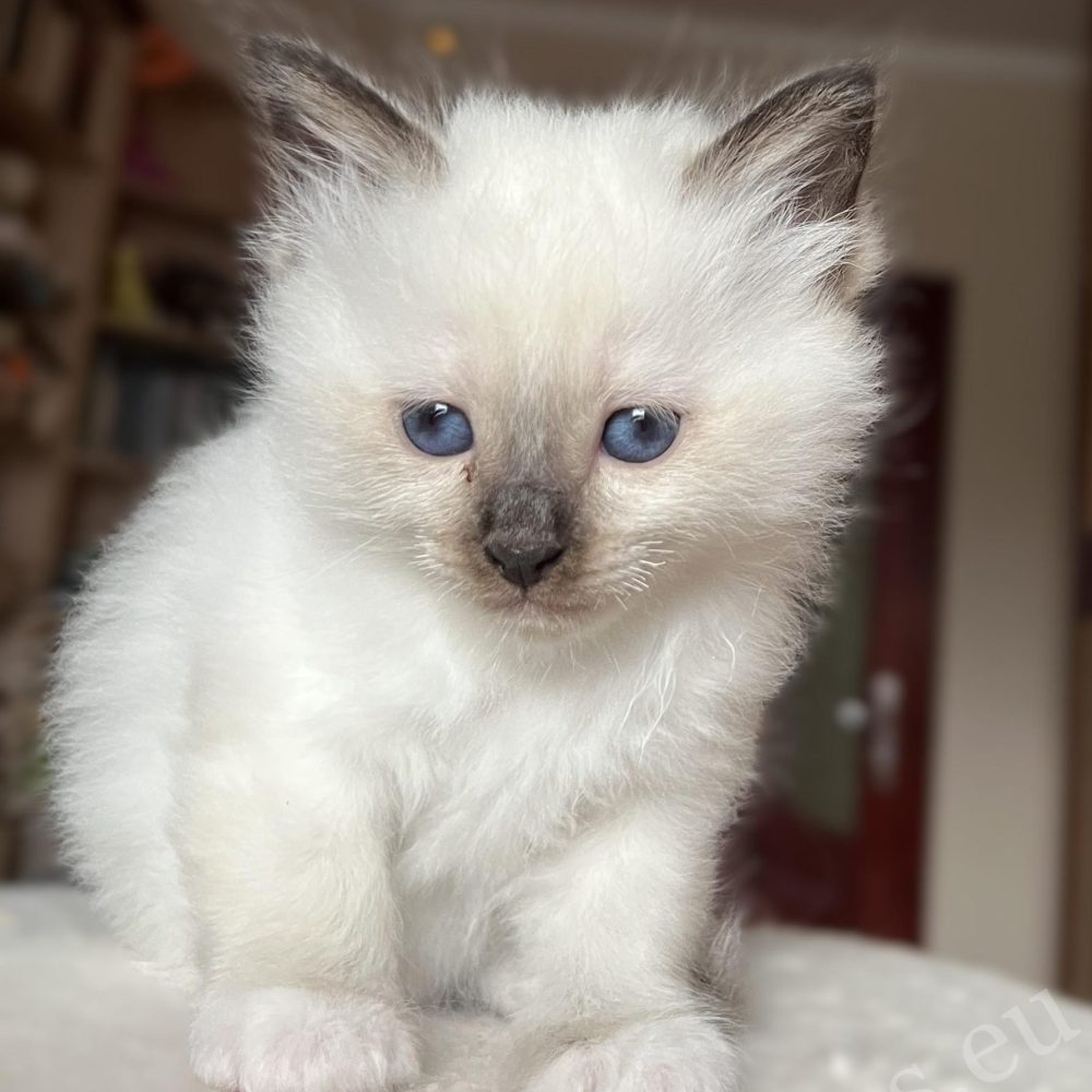 Saba Vina Birman female kitten robust build, largest in litter