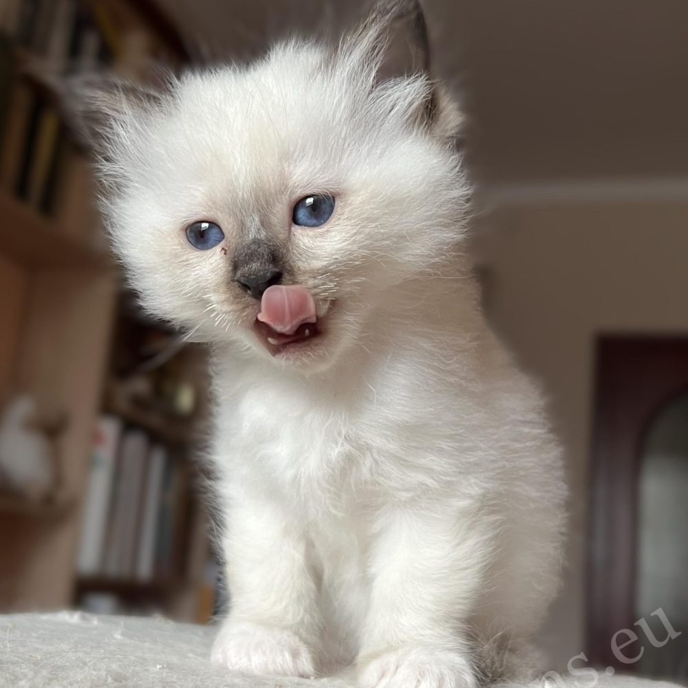 Saba Vina Birman female kitten licking her nose, cute moment