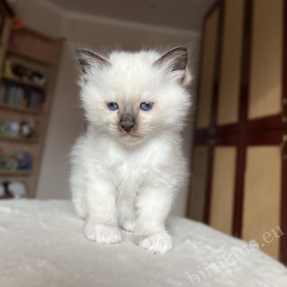 Saba Vina Birman kitten calm presence, balanced character