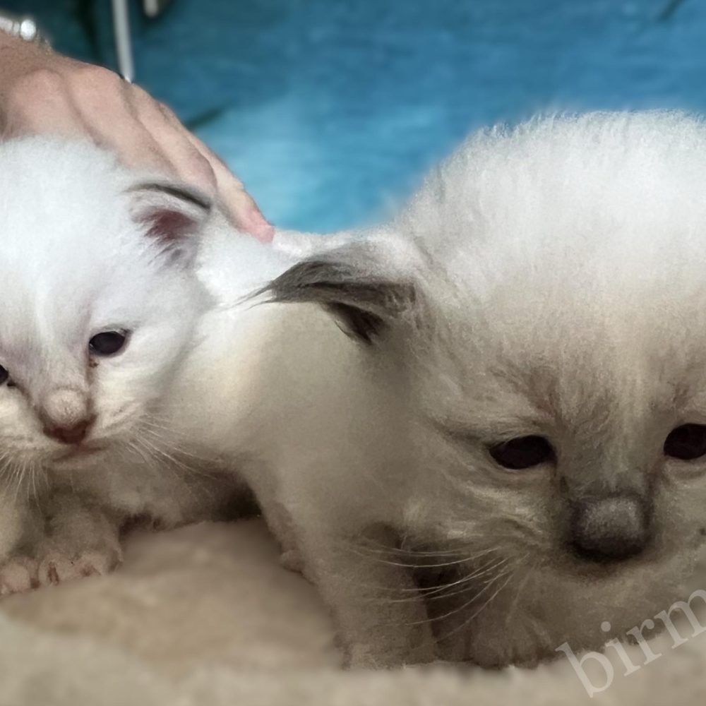 Saba Birman Y5 litter kittens at the top of the cat tree, open eyes