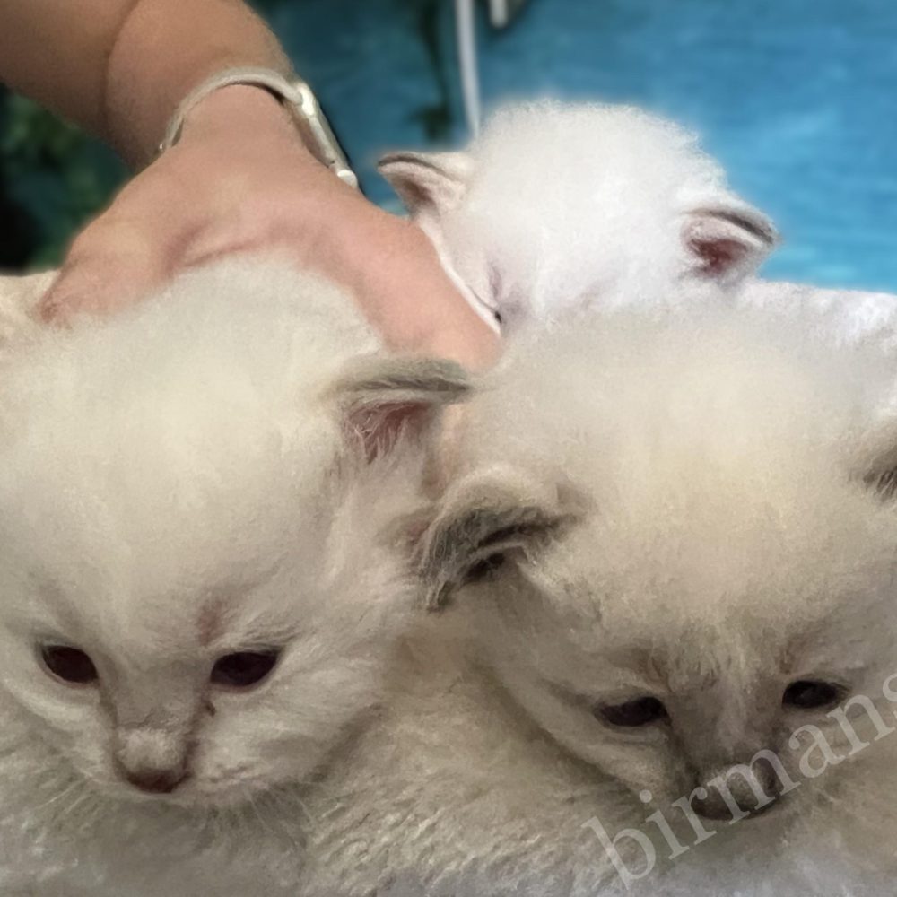 Y5 Birman kittens playing together, active development stage