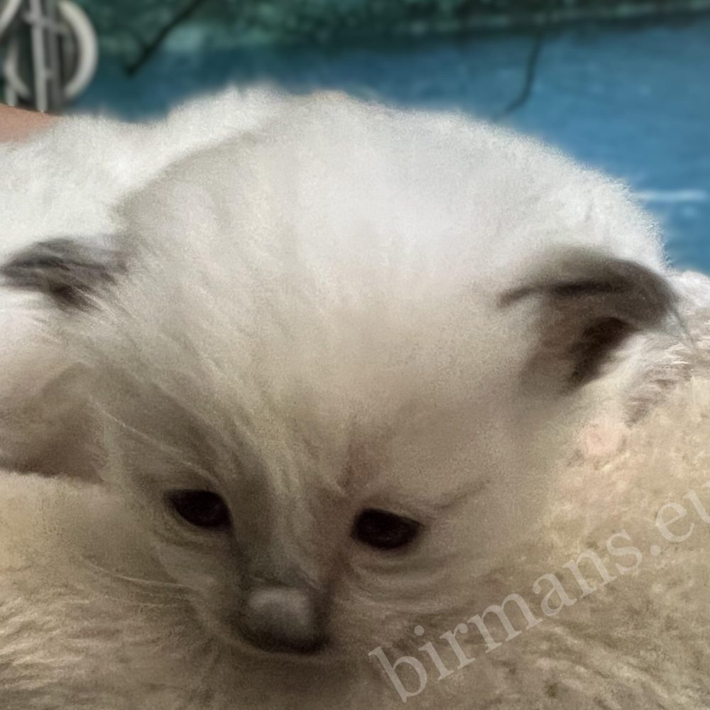 Y5 Birman kittens with open eyes, development stage