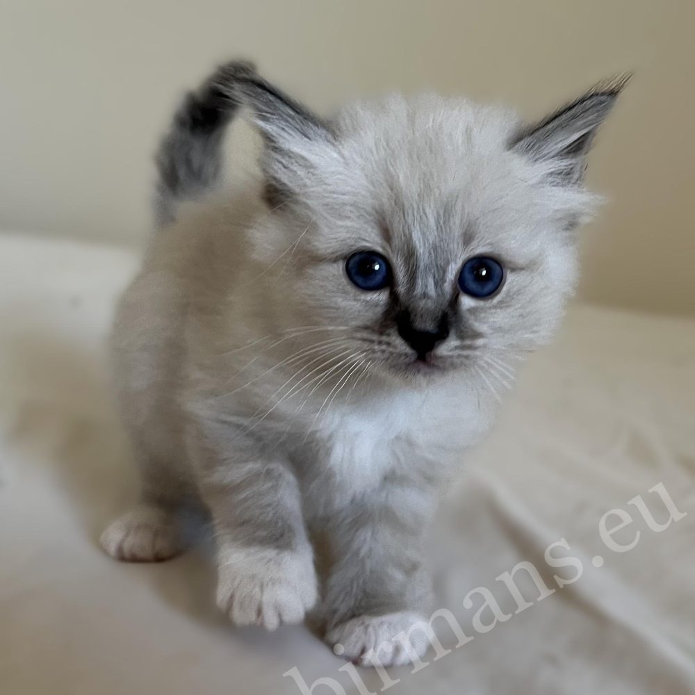 Saba Warden seal tabby Birman male kitten walking