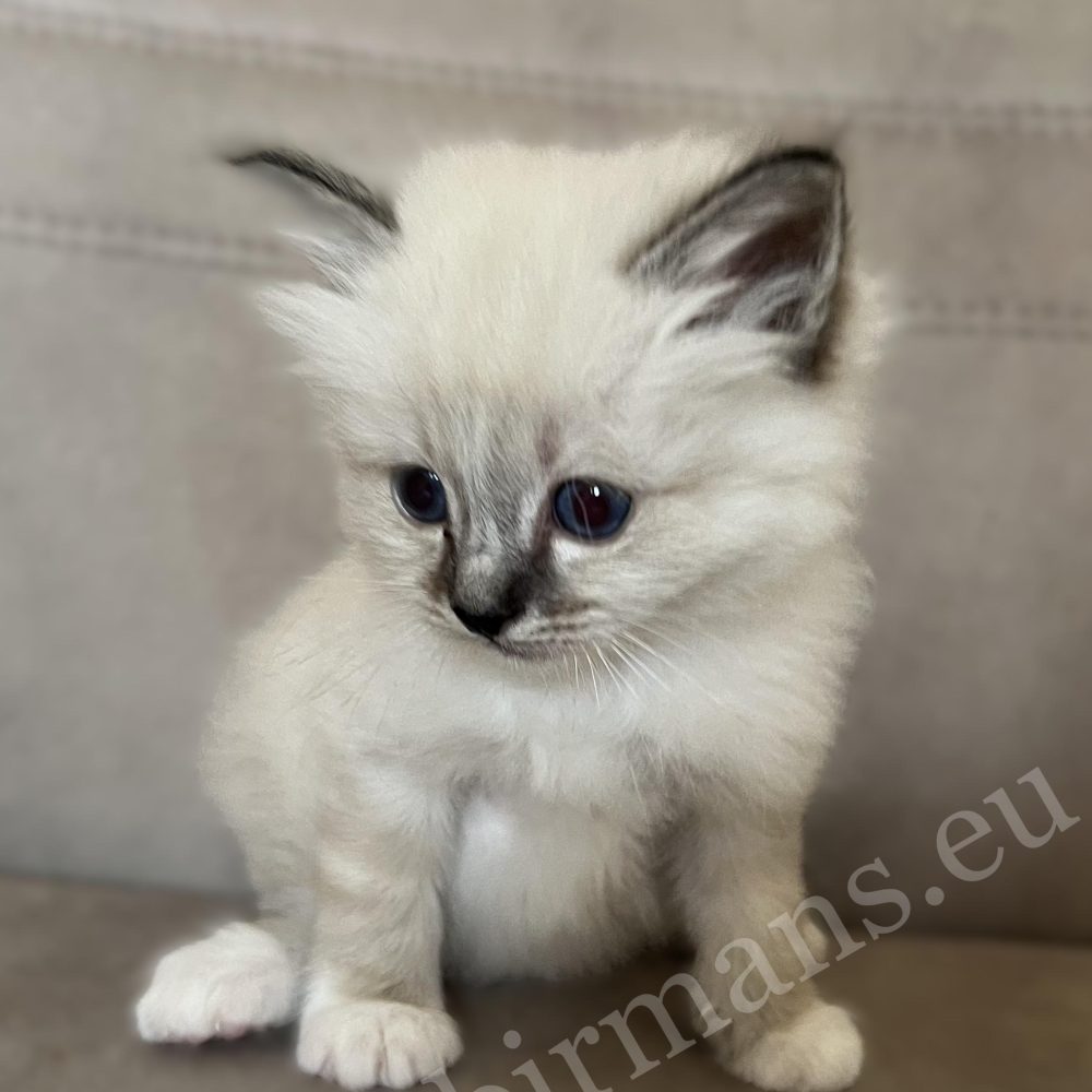 Saba Warden seal tabby Birman male kitten sitting