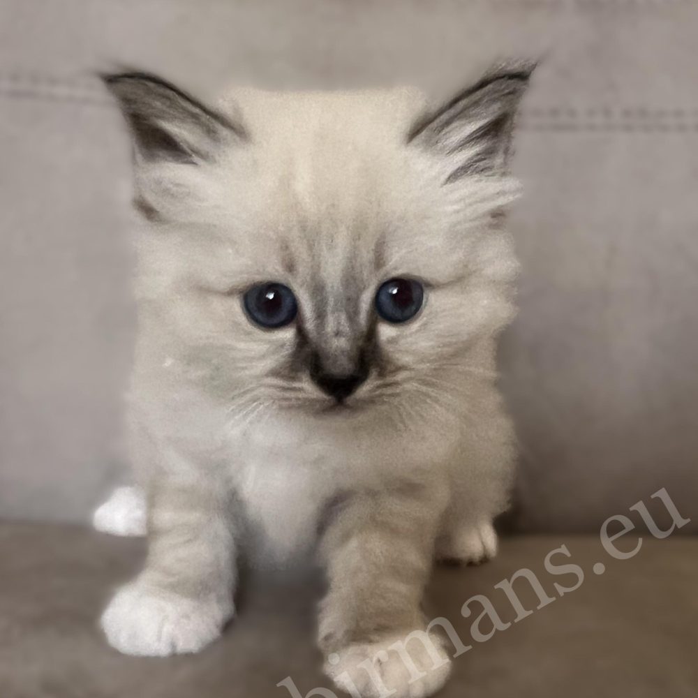 Saba Warden seal tabby Birman male kitten looking at the camera