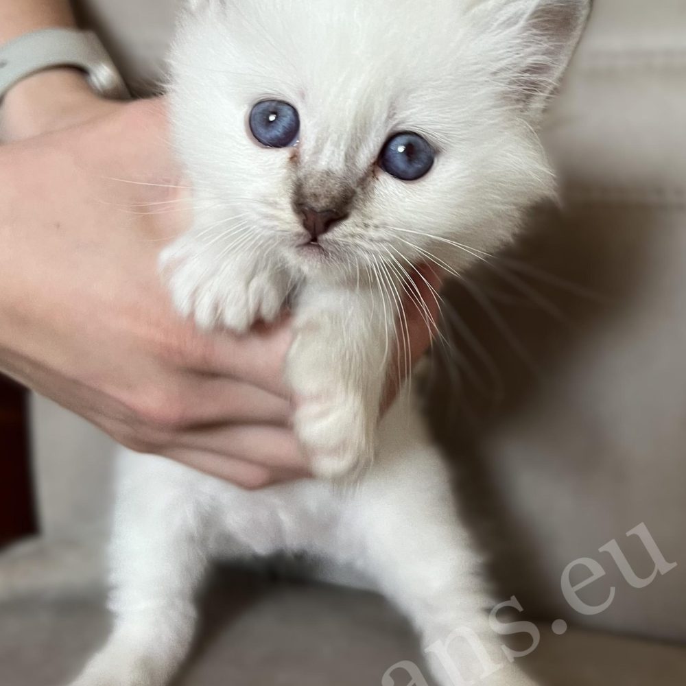 Saba Willow chocolate tabby Birman female kitten held in hands