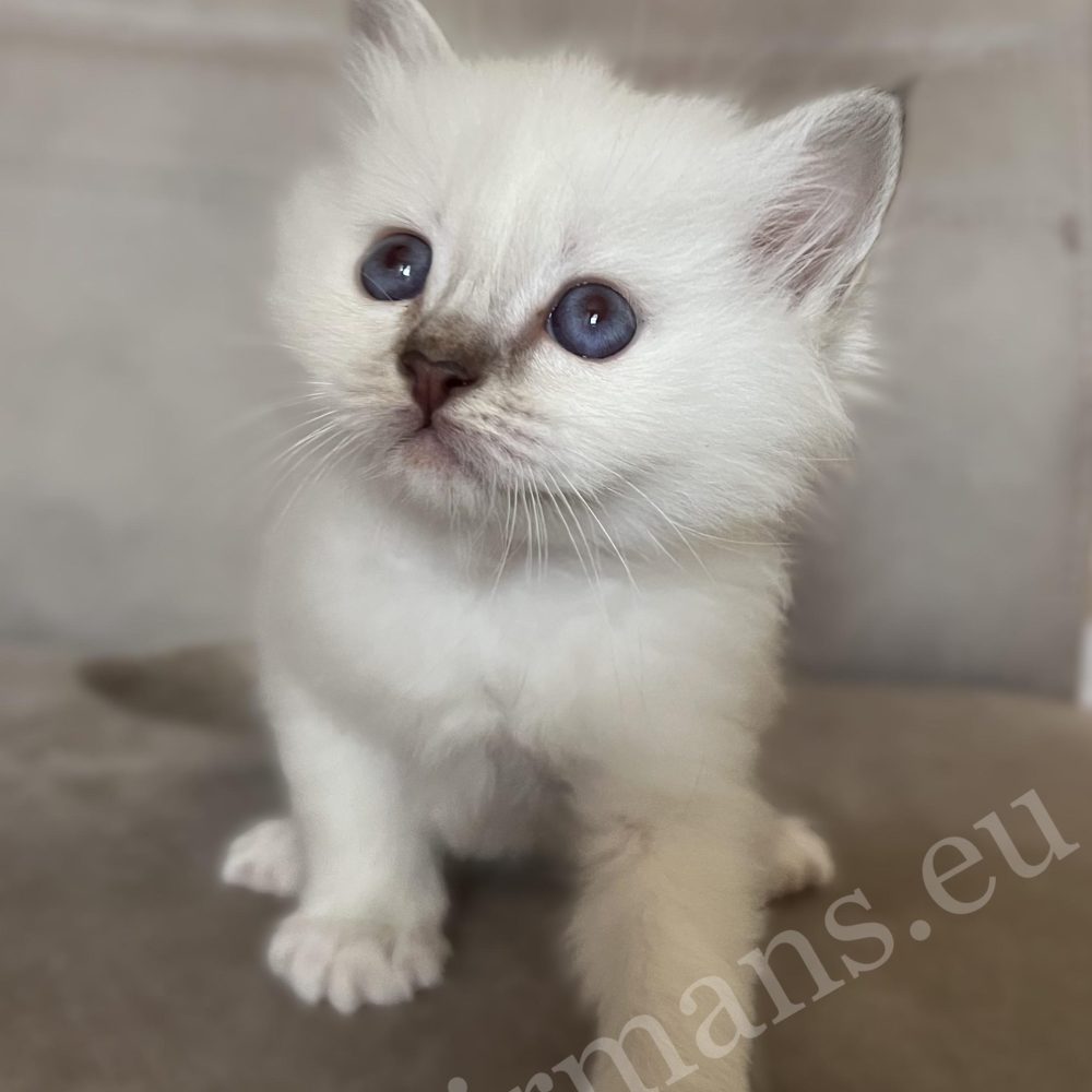 Saba Willow chocolate tabby Birman female kitten in a sitting pose