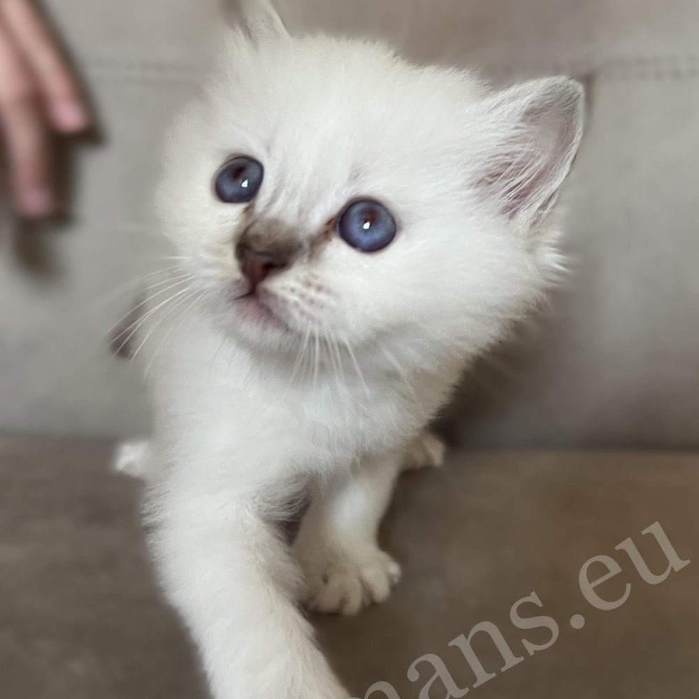 Saba Willow chocolate tabby Birman female kitten with front paws