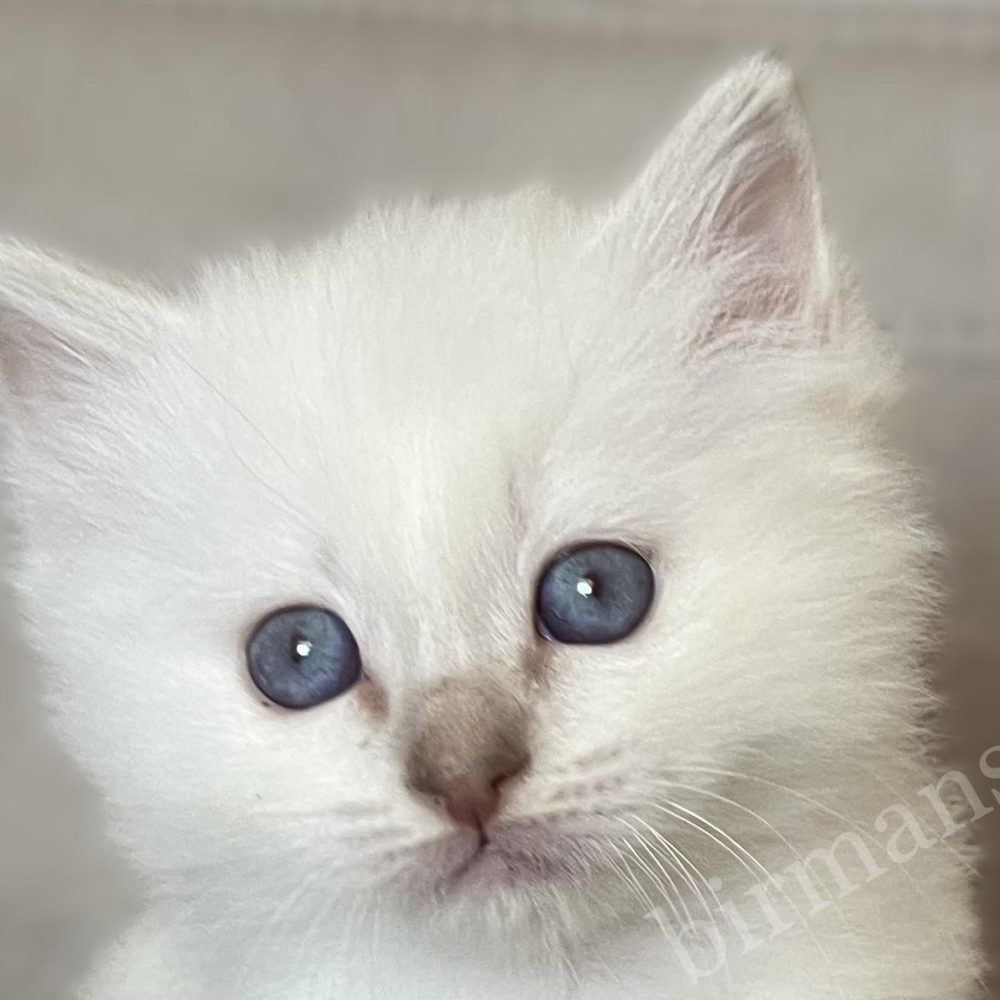 Saba Whisper lilac tabby Birman tom kitten close-up eye portrait