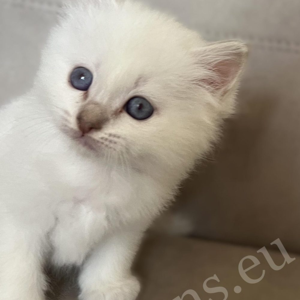 Saba Whisper lilac tabby Birman tom kitten peeking